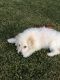 Maltipoo Puppies for sale in 20800 Avalon Blvd, Carson, CA 90746, USA. price: $500