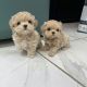 Maltipoo Puppies for sale in SC-544, Myrtle Beach, SC, USA. price: $260