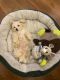 Maltipoo Puppies for sale in Raleigh, NC, USA. price: NA