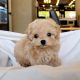 Maltipoo Puppies for sale in Tennessee City, TN 37055, USA. price: $260