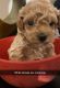 Maltipoo Puppies for sale in Manhattan, New York, NY, USA. price: NA