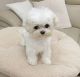 Maltipoo Puppies for sale in Spartanburg, SC, USA. price: $400