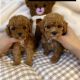 Maltipoo Puppies for sale in NJ-27, Edison, NJ, USA. price: $300