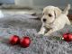 Maltipoo Puppies for sale in Lee's Summit, MO, USA. price: $800