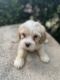 Maltipoo Puppies for sale in Fresno County, CA, USA. price: $450
