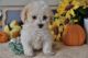 Maltipoo Puppies for sale in Lafayette, LA, USA. price: $650