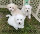 Maltipoo Puppies for sale in Naples, FL, USA. price: $2,800