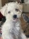 Maltipoo Puppies for sale in San Diego, CA 92101, USA. price: $700