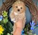 Maltipoo Puppies for sale in Sandy, UT, USA. price: NA