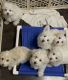 Maltipoo Puppies for sale in Naples, FL, USA. price: $2,500