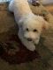 Maltipoo Puppies for sale in Peoria, AZ 85382, USA. price: $600
