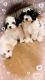 Maltipoo Puppies for sale in Tampa, FL, USA. price: $700