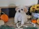 Maltipoo Puppies for sale in Greenwood, IN, USA. price: NA