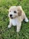 Maltipoo Puppies for sale in Riverside, CA 92505, USA. price: $875