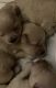Maltipoo Puppies for sale in Herndon, VA 20170, USA. price: $2,000