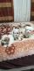 Maltipoo Puppies for sale in Sacramento, CA, USA. price: $1,700