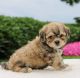 Maltipoo Puppies for sale in Sacramento, CA, USA. price: $800