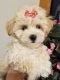Maltipoo Puppies for sale in Omaha, NE, USA. price: $400