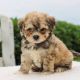 Maltipoo Puppies for sale in Miami, FL, USA. price: $800