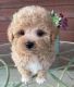 Maltipoo Puppies for sale in Fort Worth, TX, USA. price: NA