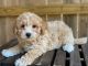 Maltipoo Puppies for sale in Hauppauge, NY, USA. price: $650