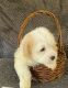 Maltipoo Puppies for sale in Fremont, CA, USA. price: $1,500