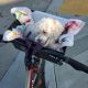 Maltipoo Puppies for sale in Salinas, CA, USA. price: $800