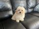 Maltipoo Puppies for sale in Kearney, NE, USA. price: $650
