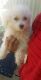 Maltipoo Puppies for sale in Lewisville, TX, USA. price: NA