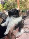 Maltipoo Puppies for sale in San Jose, CA 95122, USA. price: $1,000