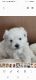 Maltipoo Puppies for sale in Norwalk, CA, USA. price: NA