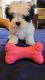 Maltipoo Puppies for sale in Lynwood, CA 90262, USA. price: $1,200