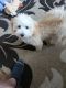 Maltipoo Puppies for sale in Vancouver, WA, USA. price: $750