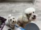 Maltipoo Puppies for sale in O'Fallon, MO, USA. price: NA