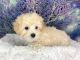 Maltipoo Puppies for sale in Spartanburg, SC, USA. price: $450