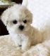 Maltipoo Puppies for sale in Charlottesville, VA, USA. price: $400