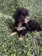 Maltipoo Puppies for sale in San Francisco, CA, USA. price: NA