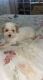 Maltipoo Puppies for sale in Pittsburg, CA, USA. price: $1,000