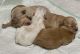 Maltipoo Puppies for sale in Fayetteville, AR, USA. price: NA