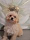 Maltipoo Puppies for sale in Eastvale, CA, USA. price: $1,600