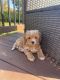Maltipoo Puppies for sale in Bloomingdale, IL, USA. price: $1,200
