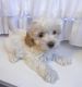 Maltipoo Puppies for sale in Willis, TX, USA. price: $1,250