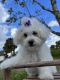 Maltipoo Puppies for sale in Naples, FL, USA. price: $2,000