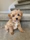 Maltipoo Puppies for sale in Sanford, FL, USA. price: $1,650