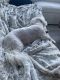 Maltipoo Puppies for sale in Las Vegas Strip, NV, USA. price: NA