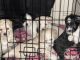 Maltipoo Puppies for sale in Sacramento, CA 95833, USA. price: $500