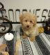 Maltipoo Puppies for sale in The Woodlands, TX, USA. price: $1,200