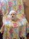 Maltipoo Puppies for sale in Redford Charter Twp, MI, USA. price: $375