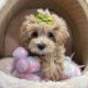 Maltipoo Puppies for sale in Fort Wayne, IN, USA. price: $400