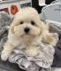 Maltipoo Puppies for sale in Myrtle Beach, SC, USA. price: $450